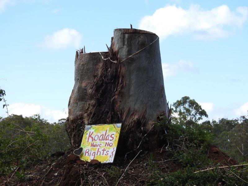 Deforestation-koala DDEC image supplied