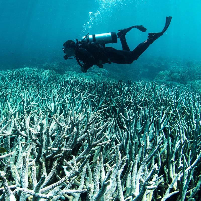 man scuba diving over reef