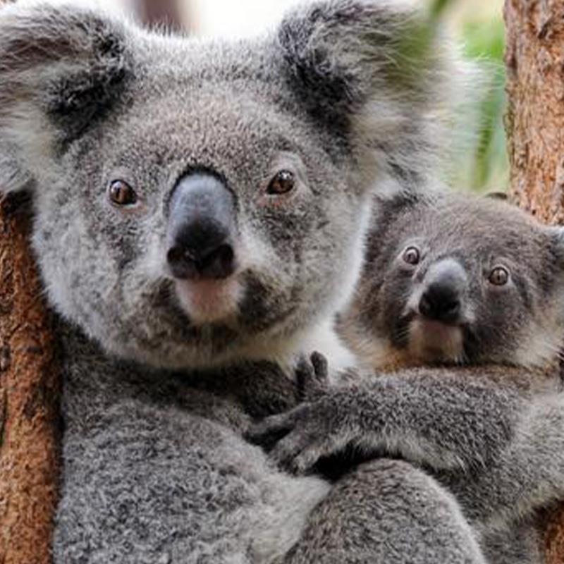 koala sitting in tree holding baby