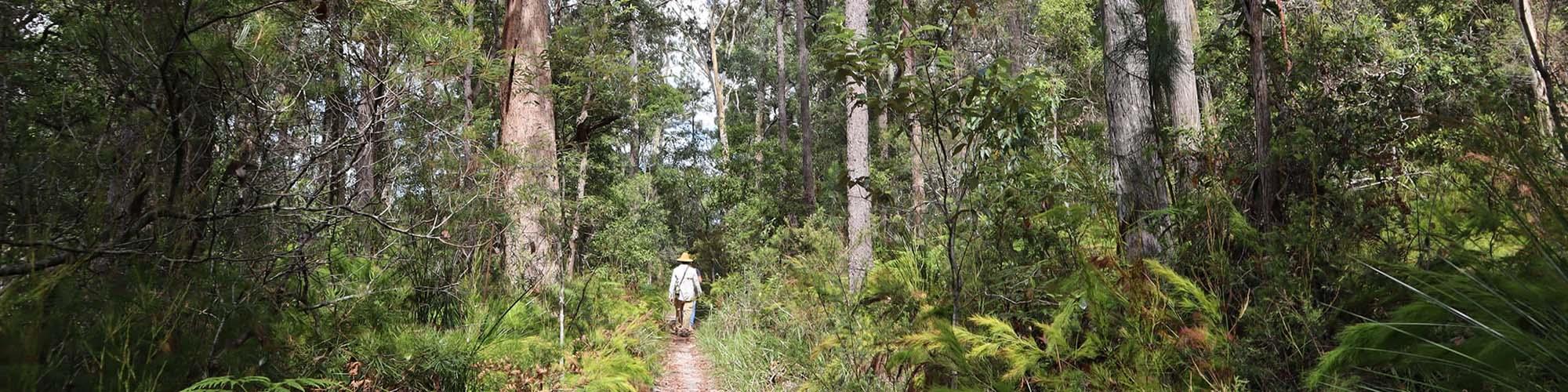 man walking through forest