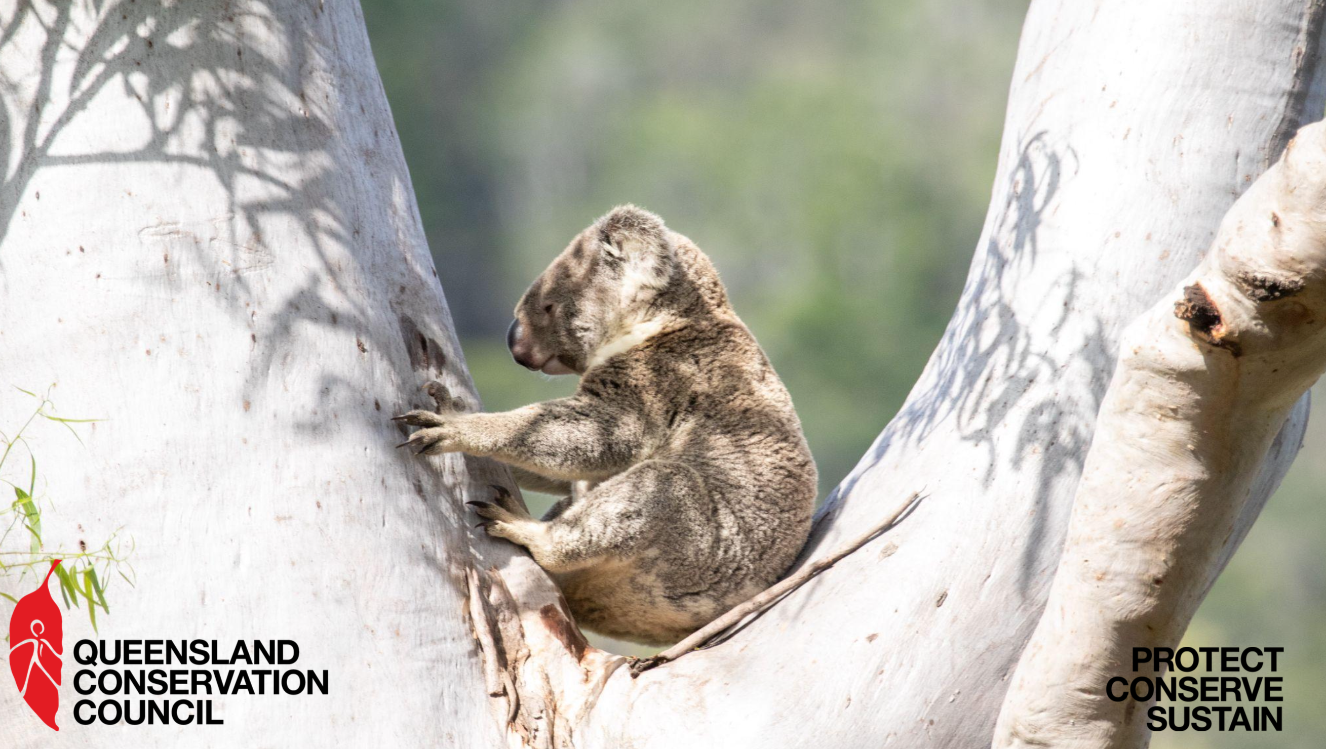 Queensland Conservation Council Webinar